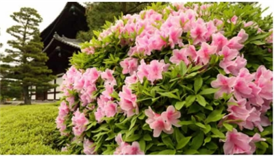 Como cultivar e cuidar do rododendro antes e depois da floração