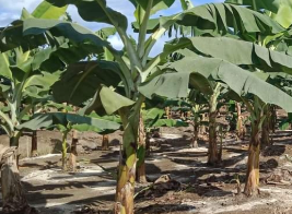 Que fertilizante usar nas bananeiras para impulsionar o crescimento e a produ...