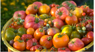 É tarde demais para plantar tomates em junho? Um especialista em crescimento ...