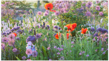 6 Flores que estão em maior risco de uma onda de calor - e como mantê -las al...