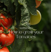 Como cultivar tomates dentro de casa para um novo ano de colheita - rodada