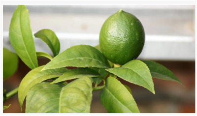 Como cultivar uma árvore de limão em uma panela - 4 coisas para acertar para ...