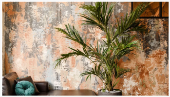 Por que minha palmeira interna está ficando amarela? 5 razões possíveis e sol...