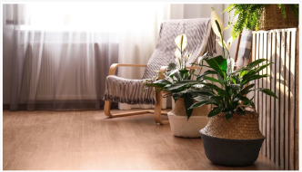 5 lugares para nunca cultivar um lírio de paz - especialistas em plantas domé...