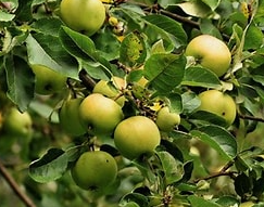 Que fertilizante aumenta a fruta? Aumenta a colheita dos rendimentos