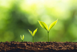 3 principais dicas para formuladores: como maximizar o desempenho da proteção...