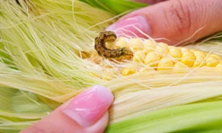Mistura de toxina de milho produz mariposas pragas mais aerodinâmicas