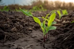 Como ajustar a população de plantas de milho para um rendimento ideal?