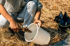 Fortaleça o milho e a soja aplicando gesso para obter benefícios do solo