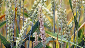 Corteva lança novo fungicida para produtores de trigo canadenses para combate...