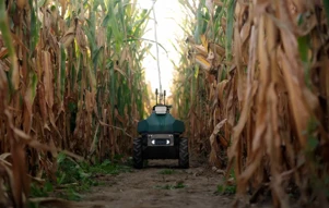 Upside Robotics visa resíduos de fertilizantes em milho com robôs de campo au...