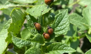 Novo inseticida foliar para canola