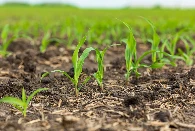 FMC garante a primeira classificação de herbicida-de modo duplo para rimisoxa...