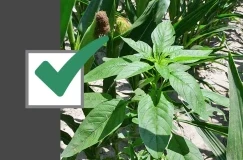 Use esta lista de verificação de 4-etapas para controle de 97%-Plus Waterhemp