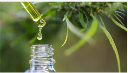 Cientistas dizem que as folhas de cannabis contêm compostos raros com benefíc...